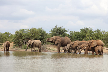 Fototapeta premium Afrikanischer Elefant / African elephant / Loxodonta africana