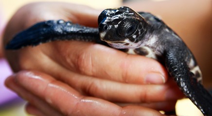 Closeup of small black baby turtle held by human hands at Koggala sea turtle farm and hatchery, Sri...