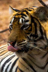 portrait of a tiger with tongue out 