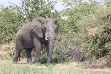 Obraz premium Afrikanischer Elefant / African elephant / Loxodonta africana