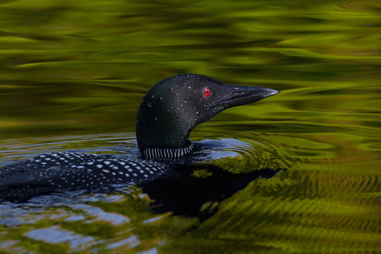 Loon In Water During Summer