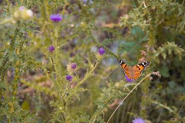 Butterfly in the field