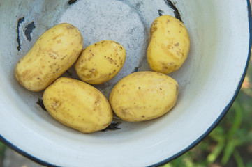 Raw Organic Golden Potatoes in the old plate. Fresh harvested potatoes.