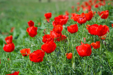 red poppies in a field