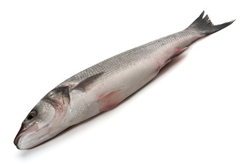 Sea bass fish on white background