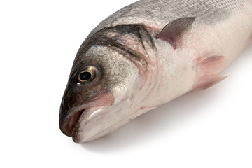 Sea bass fish head on white background