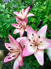 Close up view for beautiful hybrid pink lilies on a flowerbed at a summer day