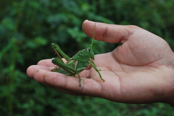 Foto de gafanhoto 