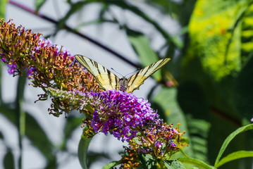 Papilio Machaon butterfly on a sprig of lilac, Odessa