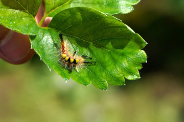 Close-up view of a beautiful caterpillar on a green leaf. Rusty Tussock Moth