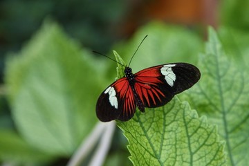 Fototapeta na wymiar Schmetterling Briefträger sitzt auf Blatt