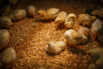 かわいいひよこのイメージ © kanzilyou