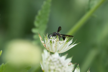 Grass Carrying Wasp on Masterwort Flowers in Springtime