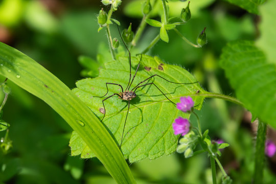 European Harvestman on Leaf in Springtime