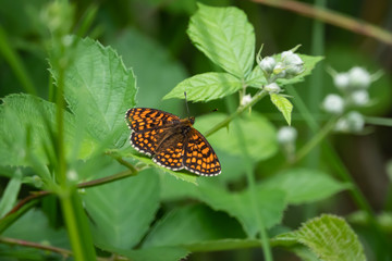 Heath Fritillary Butterfly on Leaf in Springtime