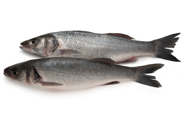 Two Sea bass fish isolated on white background
