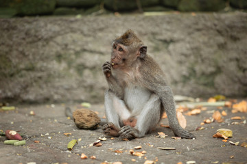 Little macaque eating fruit, Ubud, Bali (Indonesia)