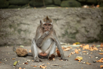 Little macaque eating fruit, Ubud, Bali (Indonesia)