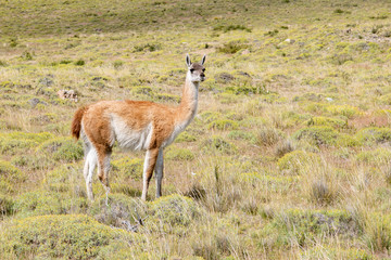 Profile of Wild Guanaco in Torres del Paine, Patagonia