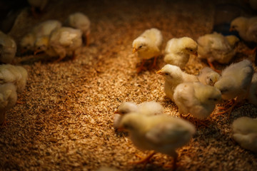 かわいいひよこのイメージ © kanzilyou