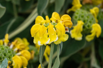 Jerusalem Sage Flowers in Bloom in Springtime