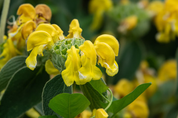 Jerusalem Sage Flowers in Bloom in Springtime