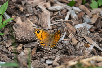 Large Wall Brown Butterfly in Springtime