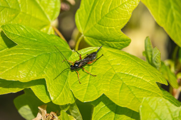 Orange and Black Ichneumon Wasp on Leaf in Springtime