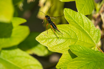 Orange and Black Ichneumon Wasp Flying From Leaf in Springtime