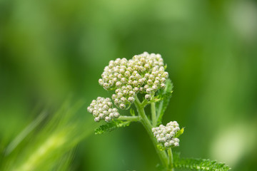 Fototapeta premium Yarrow Flower Buds in Springtime