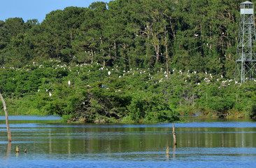 Many adult and young storks roosting on and island