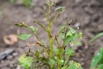 Larvae of Colorado beetles eat potato bushes.