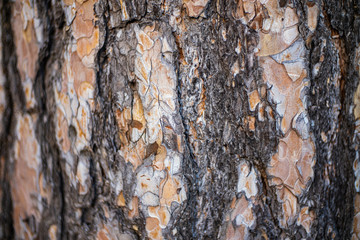 bark of a tree