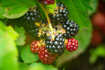 growing blackberry on green branch with leaves and defocused background