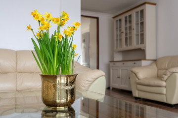 Vintage flower pot with narcissus on table in room.