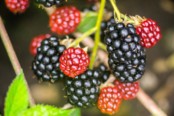 growing blackberry on green branch with leaves and defocused background