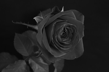 薔薇　モノクロ　白黒　黒バック　バラ　モノクロ　白黒