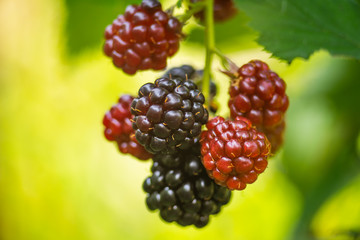 growing blackberry on green branch with leaves and defocused background