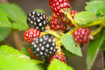 growing blackberry on green branch with leaves and defocused background