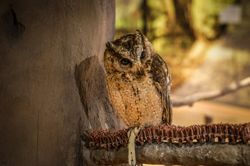かわいいフクロウのイメージ