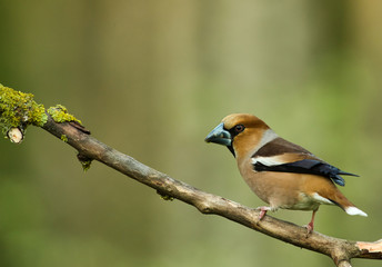 Hawfinch (Coccothraustes coccothraustes) sits on a dry tree branch
