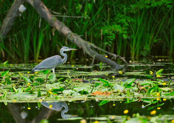 The gray heron (Ardea cinerea) stands in the water