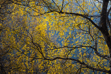 birch tree golden leaves