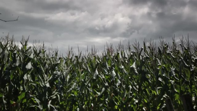 corn field with grey sky.hard wind before the rain