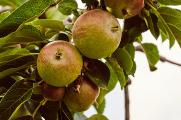 Apple on branch in summer