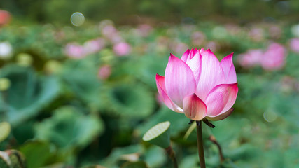Obraz premium Pink lotus flower beautiful lotus in garden
