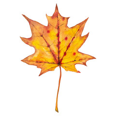 Orange maple leaf.