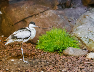  Pied avocet portrait (Recurvirostra avosetta) with rocks and green plant background 