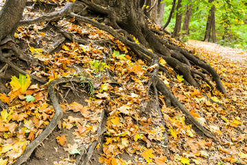 City park in the fall. It's a great time of year when the leaves turn yellow and red and create a colorful picture. Fallen leaves adorn the earth with various colored paints.
