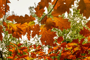 Beautiful autumn red and yellow leaves create an amazing picture. Nature creates incredibly vivid images that you admire and wonderful impressions remain in your memory.